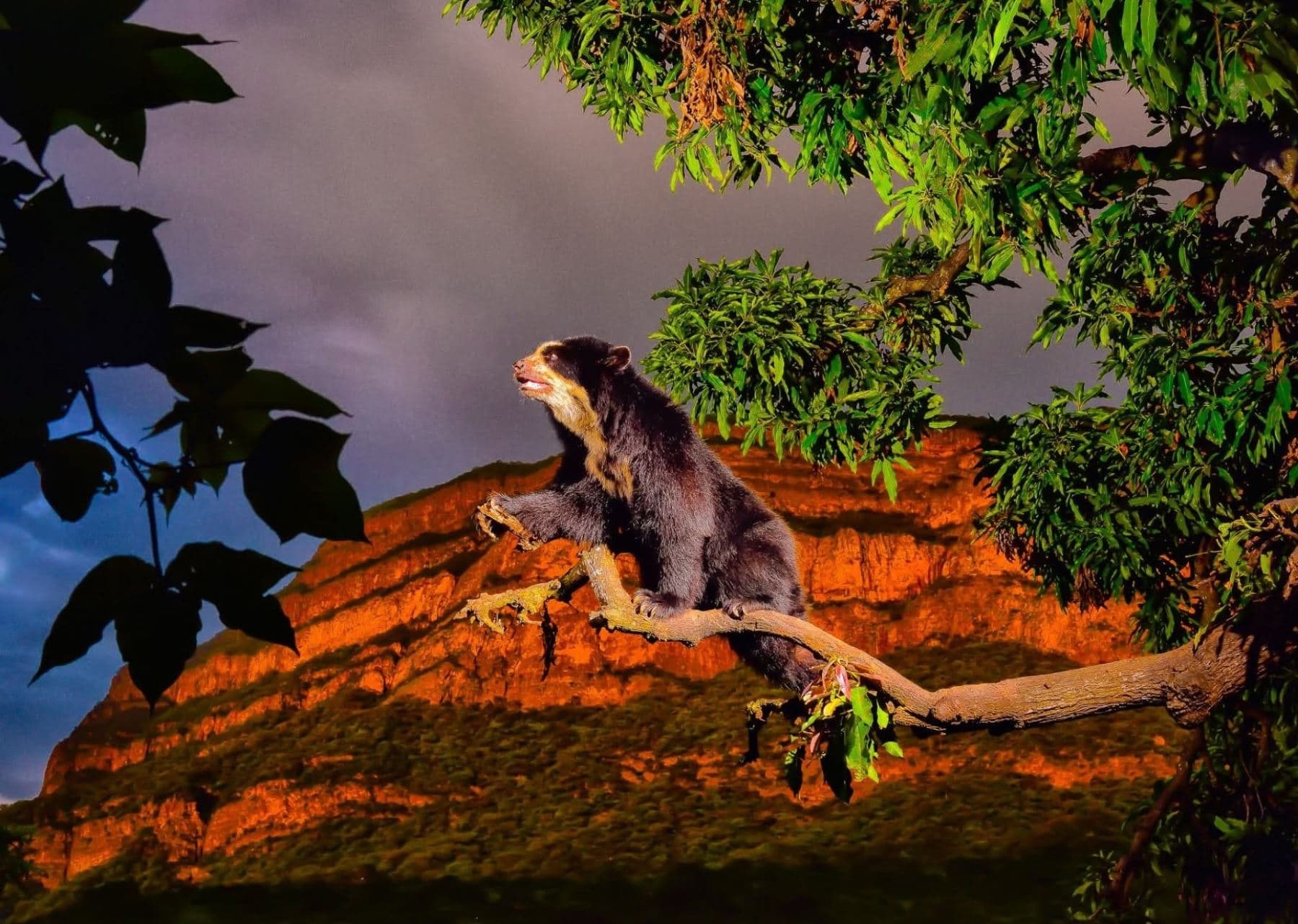 Turismo de naturaleza en Lambayeque: oficializan Ruta del Oso de Anteojos y Pava Aliblanca