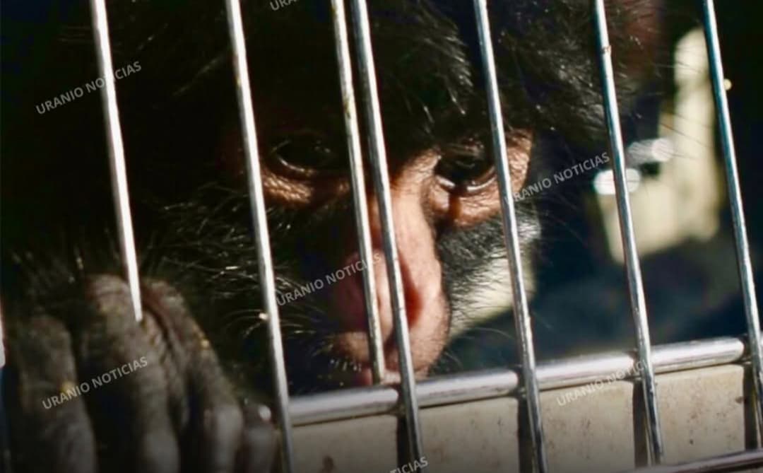 TINGO MARÍA: MONOS Y LOROS, PRINCIPALES VÍCTIMAS DEL CAUTIVERIO ILEGAL