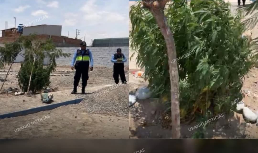 PLANTA DE MARIHUANA DE MÁS DE UN METRO ES HALLADA EN VÍA PÚBLICA DE TACNA
